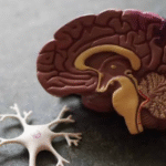 How Stimulants Affect the Brain and Body