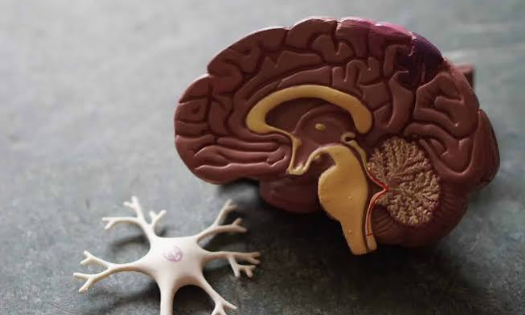How Stimulants Affect the Brain and Body