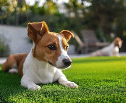 Artificial Grass for Dog Owners: What You Need to Know
